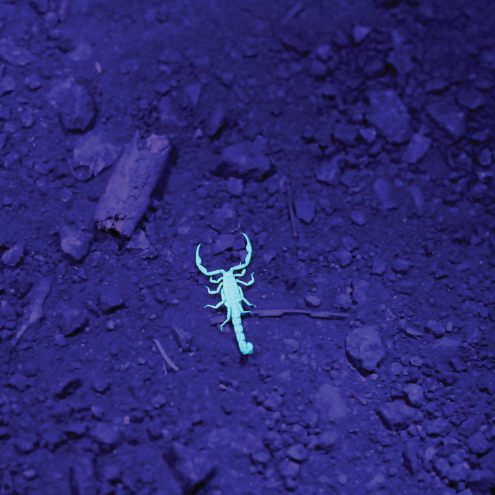 Luxpro Ultraviolet Light 9-LED