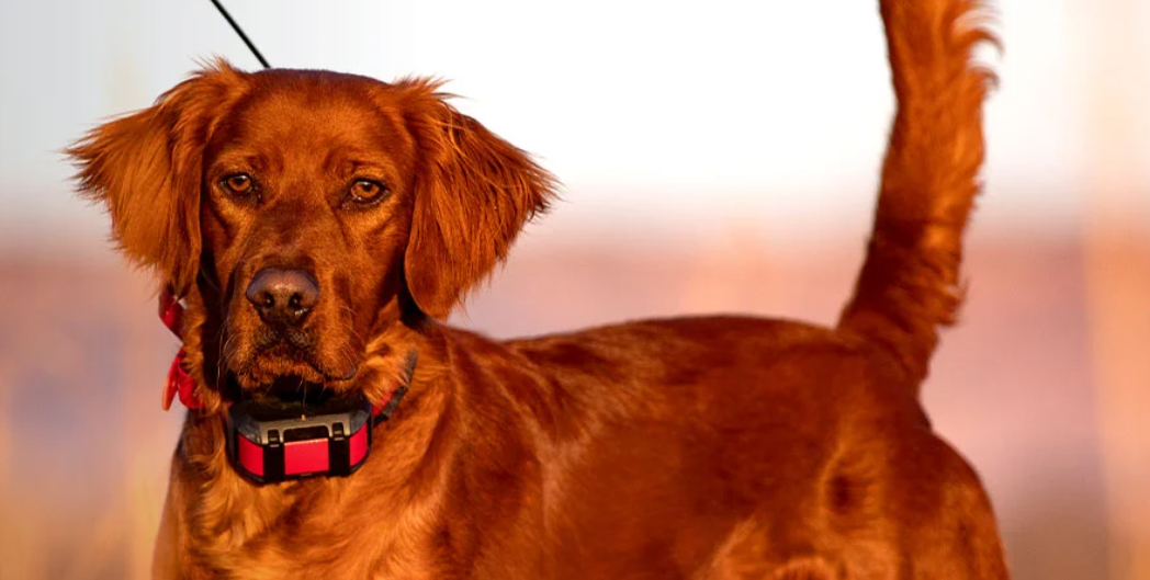 Dog GPS Collars