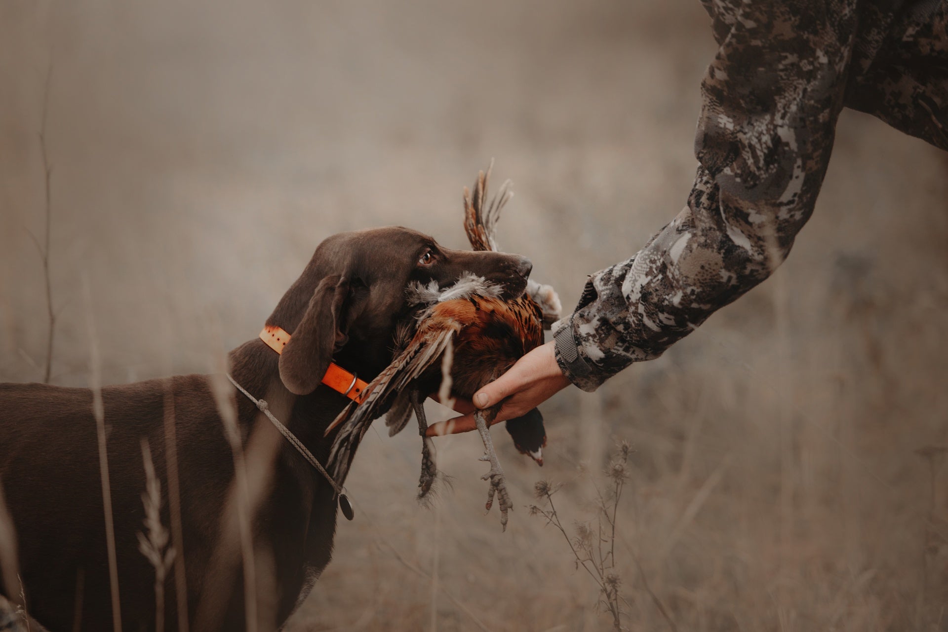 DOG PRODUCT COLLECTION COVER PHOTO