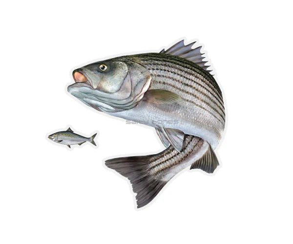 Salty Bones Striped Bass Mega Sticker, Left Facing 8.5” X 11”