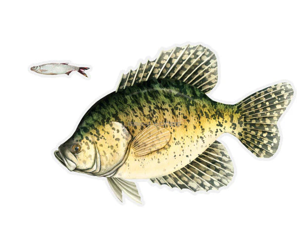 Salty Bones Crappie Mega Sticker, Left Facing 8.5” X 11”