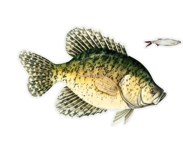 Salty Bones Crappie Mega Sticker, Right Facing 8.5” X 11”