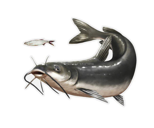 Salty Bones Channel Catfish Mega Sticker, Left Facing 8.5” X 11”