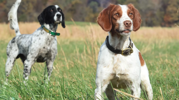 Dog Products