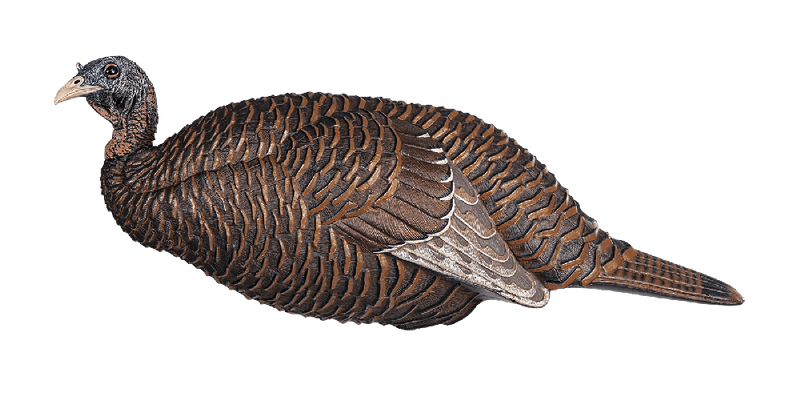 Flextone Thunder Chicken Breeder